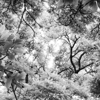 Magnolia liliiflora from the 