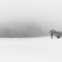 Story of snow and trees
