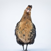 Who do you think you're tokkin' to?