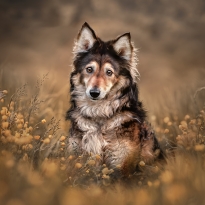 (Wild) Amongst the wildflowers