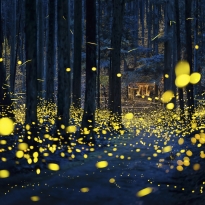 Fireflies flying