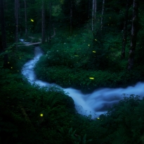 Fireflies 